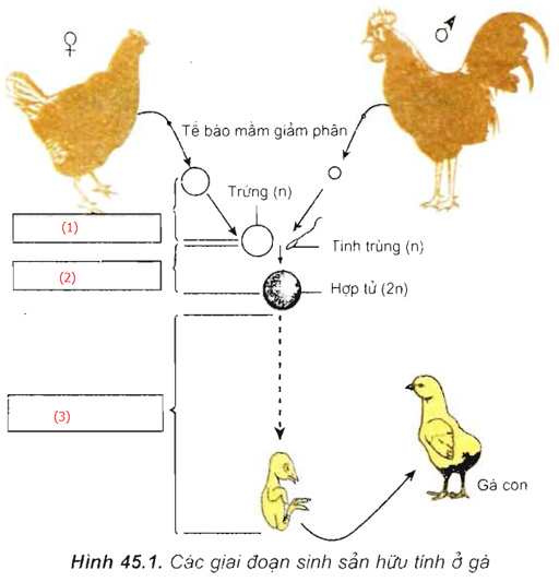 Lý thuyết Sinh 11 Bài 45: Sinh sản hữu tính ở động vật | Lý thuyết Sinh học 11 ngắn gọn