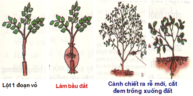 Lý thuyết Sinh 11 Bài 41: Sinh sản vô tính ở thực vật | Lý thuyết Sinh học 11 ngắn gọn