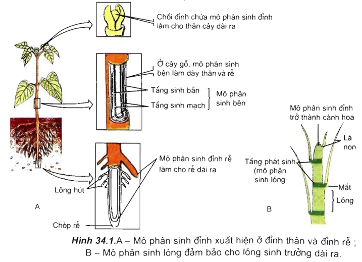 Lý thuyết Sinh 11 Bài 34: Sinh trưởng ở thực vật | Lý thuyết Sinh học 11 ngắn gọn