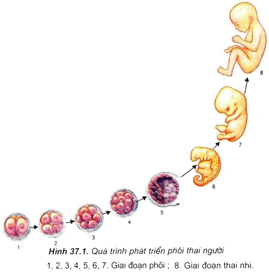 Lý thuyết Sinh 11 Bài 37: Sinh trưởng và phát triển ở động vật | Lý thuyết Sinh học 11 ngắn gọn