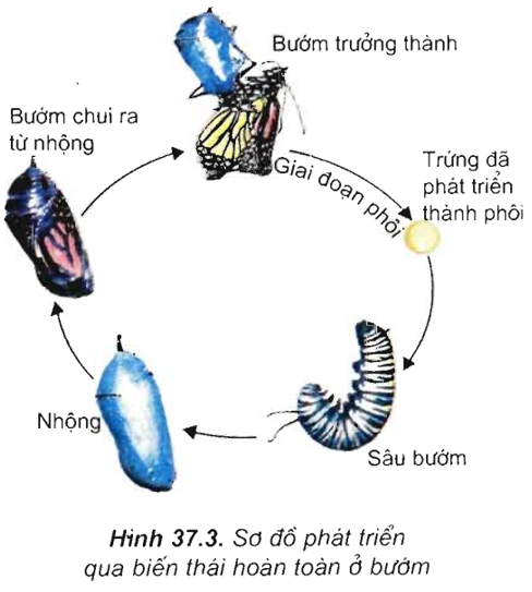 Lý thuyết Sinh 11 Bài 37: Sinh trưởng và phát triển ở động vật | Lý thuyết Sinh học 11 ngắn gọn