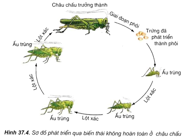 Lý thuyết Sinh 11 Bài 37: Sinh trưởng và phát triển ở động vật | Lý thuyết Sinh học 11 ngắn gọn