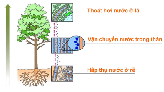 Lý thuyết Sinh 11 Bài 2: Vận chuyển các chất trong cây | Lý thuyết Sinh học 11 ngắn gọn