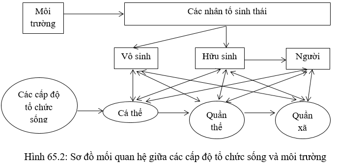 Bài  9 trang 270 sgk Sinh học 12 nâng cao 