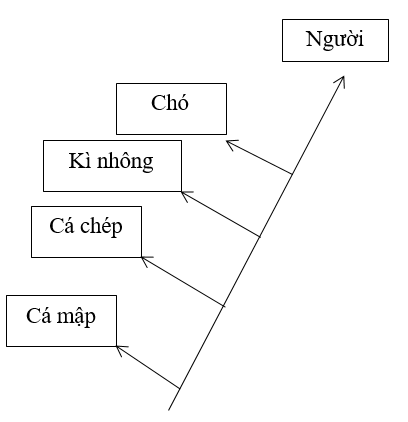 Từ bảng 3.4 có thể rút ra những nhận xét gì về mối quan hệ giữa các loài 