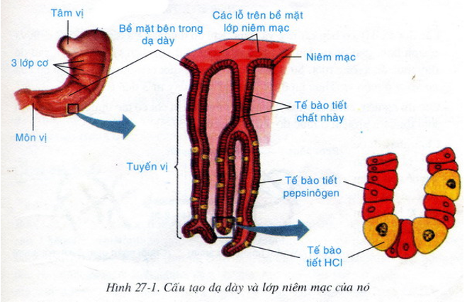 Lý thuyết Sinh học 8 Bài 27: Tiêu hóa ở dạ dày hay, ngắn gọn