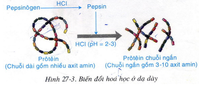 Lý thuyết Sinh học 8 Bài 27: Tiêu hóa ở dạ dày hay, ngắn gọn