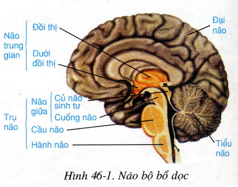 Lý thuyết Sinh học 8 Bài 46: Trụ não, tiểu não, não trung gian hay, ngắn gọn
