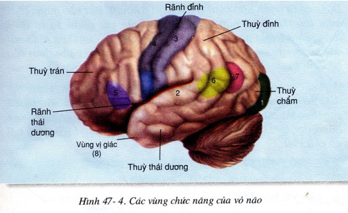 Lý thuyết Sinh học 8 Bài 47: Đại não hay, ngắn gọn