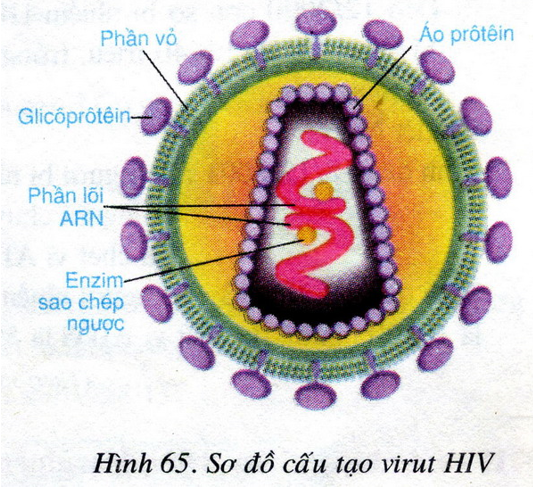 Lý thuyết Sinh học 8 Bài 65: Đại dịch AIDS - Thảm họa của loài người hay, ngắn gọn