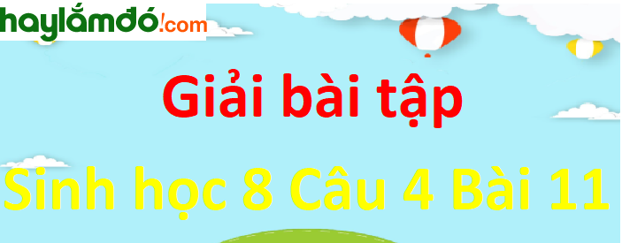 Trình bày những đặc điểm tiến hóa của hệ cơ ở người