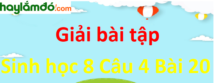 So sánh hệ hô hấp của người với hệ hô hấp của thỏ