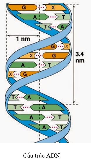 Sinh học 9 Bài 20 ngắn nhất: Thực hành : Quan sát và lắp mô hình ADN | Ngắn nhất Giải bài tập Sinh học 9