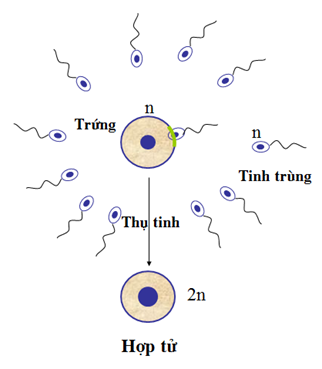Lý thuyết Sinh học 9 Bài 11: Phát sinh giao tử và thụ tinh hay, ngắn gọn
