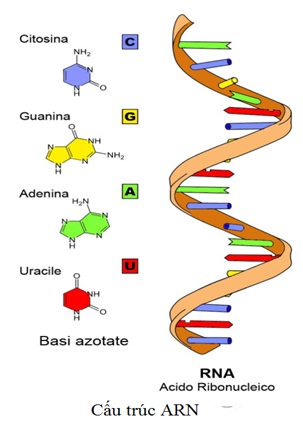 Lý thuyết Sinh học 9 Bài 17: Mối quan hệ giữa gen và ARN hay, ngắn gọn