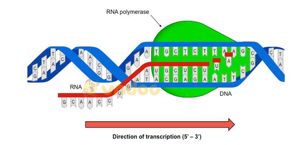 Lý thuyết Sinh học 9 Bài 17: Mối quan hệ giữa gen và ARN hay, ngắn gọn