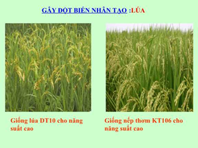 Bài 37: Thành tựu chọn giống ở Việt Nam hay, ngắn gọn