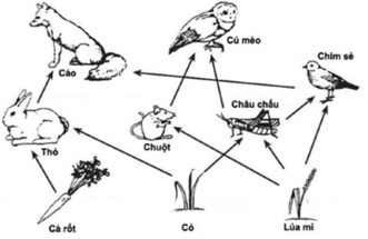 Lý thuyết Sinh học 9 Bài 50: Hệ sinh thái hay, ngắn gọn