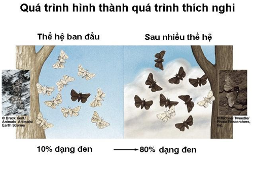 Giải bài 1 trang 122 sgk Sinh 12 | Để học tốt Sinh 12