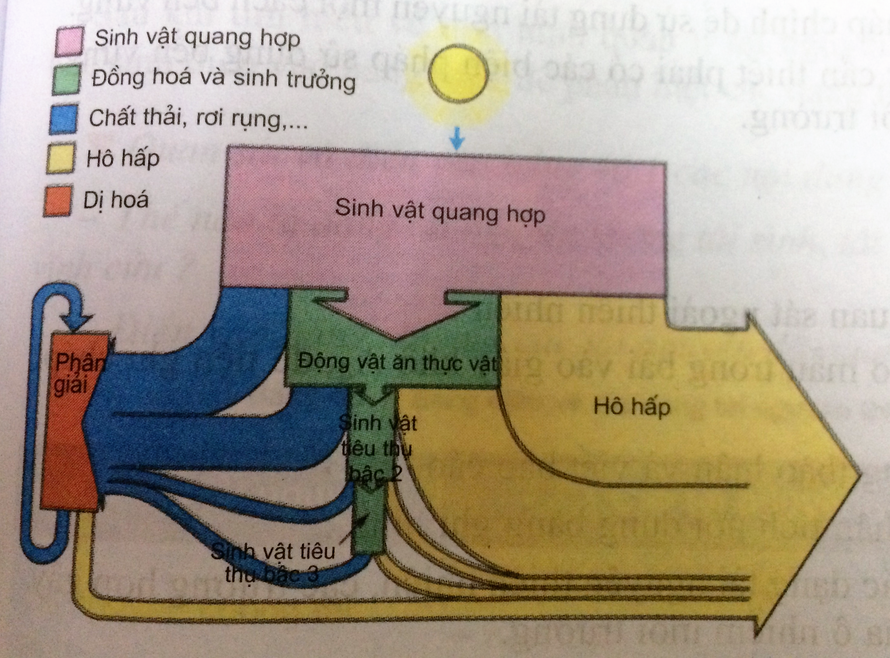 Giải bài 4 trang 203 sgk Sinh 12 | Để học tốt Sinh 12