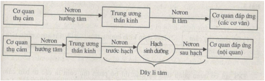 Bài tập tự luận trang 104 SBT Sinh học 8 | Giải sách bài tập Sinh học 8 hay nhất tại VietJack