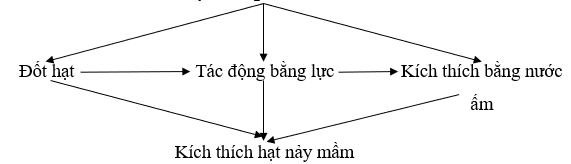 Bài 24: Gieo hạt và chăm sóc vườn gieo ươm cây rừng