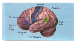 Bài 47: Đại não