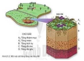 Giáo án Địa Lí 6 Bài 21: Lớp đất trên Trái Đất | Cánh diều