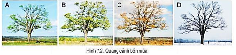 Giáo án Địa Lí 6 Bài 7: Chuyển động của Trái Đất quanh Mặt Trời và các hệ quả địa lí | Cánh diều