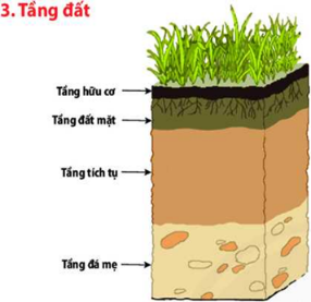 Giáo án Địa Lí 6 Bài 19: Lớp đất và các nhân tố hình thành đất. Một số nhóm đất điển hình | Chân trời sáng tạo