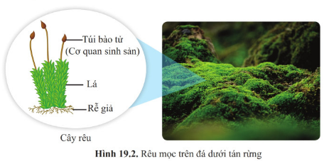 Giáo án KHTN 6 Bài 19: Đa dạng thực vật | Giáo án Khoa học tự nhiên 6 Cánh diều