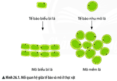 Giáo án KHTN 6 Bài 20: Các cấp độ tổ chức trong cơ thể đa bào | Giáo án Khoa học tự nhiên 6 Chân trời sáng tạo