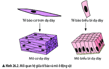 Giáo án KHTN 6 Bài 20: Các cấp độ tổ chức trong cơ thể đa bào | Giáo án Khoa học tự nhiên 6 Chân trời sáng tạo