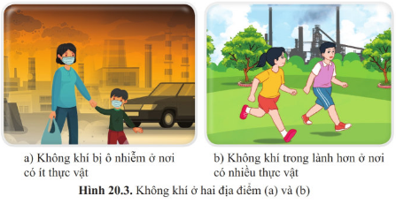 Giáo án KHTN 6 Bài 20: Vai trò của thực vật trong đời sống và trong tự nhiên | Giáo án Khoa học tự nhiên 6 Cánh diều