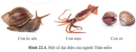 Giáo án KHTN 6 Bài 22: Đa dạng động vật không xương sống | Giáo án Khoa học tự nhiên 6 Cánh diều