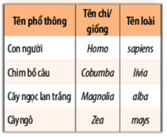 Giáo án KHTN 6 Bài 22: Phân loại thế giới sống | Giáo án Khoa học tự nhiên 6 Chân trời sáng tạo