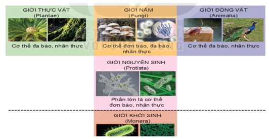 Giáo án KHTN 6 Bài 23: Thực hành xây dựng khóa lưỡng phân | Giáo án Khoa học tự nhiên 6 Chân trời sáng tạo