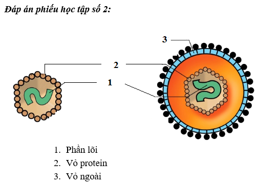 Giáo án KHTN 6 Bài 24: Virus | Giáo án Khoa học tự nhiên 6 Chân trời sáng tạo