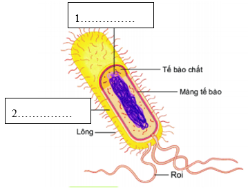 Giáo án KHTN 6 Bài 25: Vi khuẩn | Giáo án Khoa học tự nhiên 6 Chân trời sáng tạo