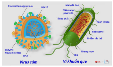 Giáo án KHTN 6 Bài 25: Vi khuẩn | Giáo án Khoa học tự nhiên 6 Chân trời sáng tạo