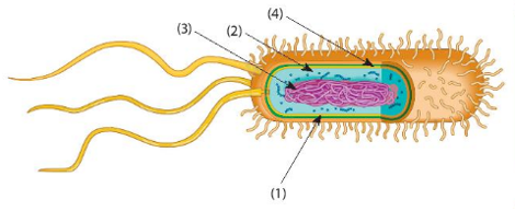 Giáo án KHTN 6 Bài 25: Vi khuẩn | Giáo án Khoa học tự nhiên 6 Chân trời sáng tạo