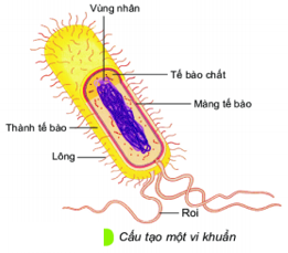 Giáo án KHTN 6 Bài 25: Vi khuẩn | Giáo án Khoa học tự nhiên 6 Chân trời sáng tạo