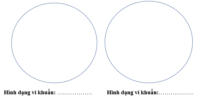 Giáo án KHTN 6 Bài 26: Thực hành quan sát vi khuẩn | Giáo án Khoa học tự nhiên 6 Chân trời sáng tạo