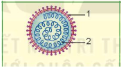 Giáo án KHTN 6 Bài 29: Virus | Giáo án Khoa học tự nhiên 6 Kết nối tri thức