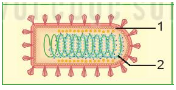 Giáo án KHTN 6 Bài 29: Virus | Giáo án Khoa học tự nhiên 6 Kết nối tri thức