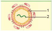 Giáo án KHTN 6 Bài 29: Virus | Giáo án Khoa học tự nhiên 6 Kết nối tri thức