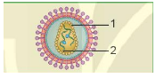 Giáo án KHTN 6 Bài 29: Virus | Giáo án Khoa học tự nhiên 6 Kết nối tri thức