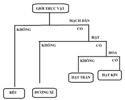 Giáo án KHTN 6 Bài 30: Thực hành phân loại thực vật | Giáo án Khoa học tự nhiên 6 Chân trời sáng tạo