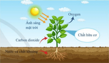 Giáo án KHTN 7 Bài 18: Quang hợp ở thực vật | Giáo án Khoa học tự nhiên 7 Cánh diều