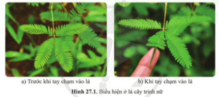 Giáo án KHTN 7 Bài 27: Khái quát về cảm ứng và cảm ứng ở thực vật | Giáo án Khoa học tự nhiên 7 Cánh diều